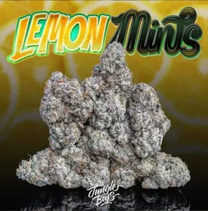 Lemon Mints Jungle Boys